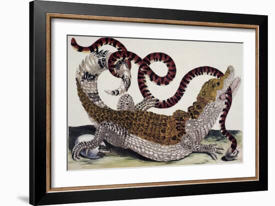 Crocodile and Snake-Maria Sibylla Merian-Framed Giclee Print