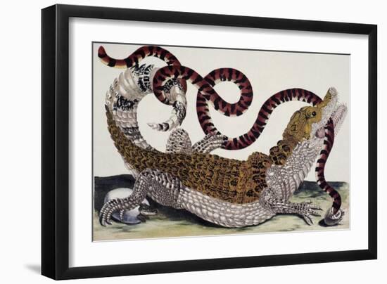 Crocodile and Snake-Maria Sibylla Merian-Framed Giclee Print