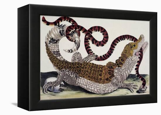 Crocodile and Snake-Maria Sibylla Merian-Framed Premier Image Canvas