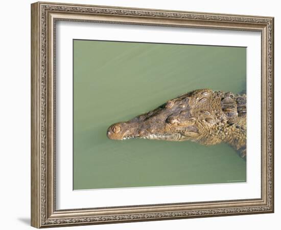 Crocodile, Black River, St. Elizabeth, Jamaica, West Indies, Central America-Sergio Pitamitz-Framed Photographic Print