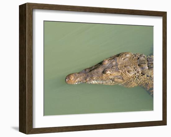 Crocodile, Black River, St. Elizabeth, Jamaica, West Indies, Central America-Sergio Pitamitz-Framed Photographic Print