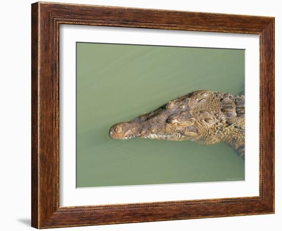 Crocodile, Black River, St. Elizabeth, Jamaica, West Indies, Central America-Sergio Pitamitz-Framed Photographic Print