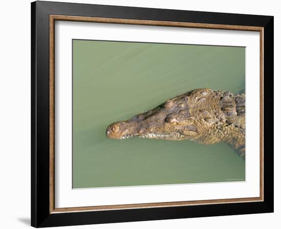 Crocodile, Black River, St. Elizabeth, Jamaica, West Indies, Central America-Sergio Pitamitz-Framed Photographic Print