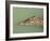 Crocodile, Black River, St. Elizabeth, Jamaica, West Indies, Central America-Sergio Pitamitz-Framed Photographic Print