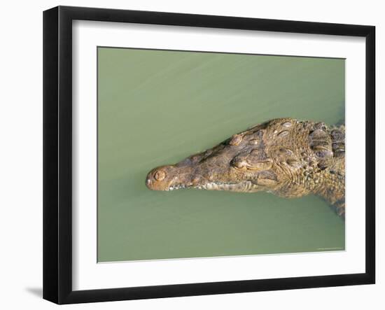 Crocodile, Black River, St. Elizabeth, Jamaica, West Indies, Central America-Sergio Pitamitz-Framed Photographic Print