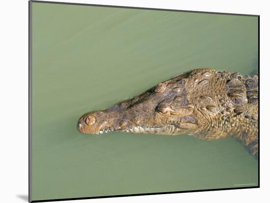 Crocodile, Black River, St. Elizabeth, Jamaica, West Indies, Central America-Sergio Pitamitz-Mounted Photographic Print