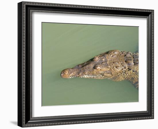 Crocodile, Black River, St. Elizabeth, Jamaica, West Indies, Central America-Sergio Pitamitz-Framed Photographic Print