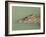 Crocodile, Black River, St. Elizabeth, Jamaica, West Indies, Central America-Sergio Pitamitz-Framed Photographic Print