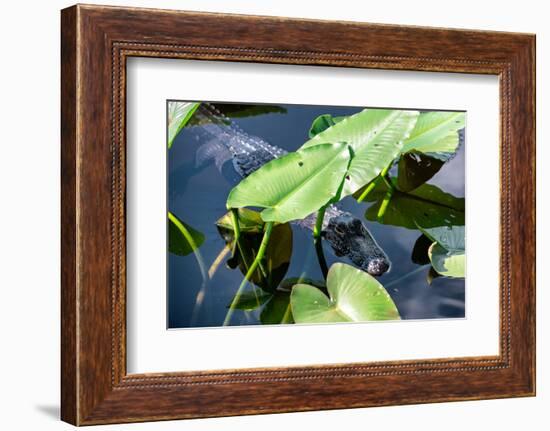 Crocodile - Everglades National Park - Unesco World Heritage Site - Florida - USA-Philippe Hugonnard-Framed Photographic Print