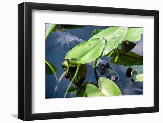 Crocodile - Everglades National Park - Unesco World Heritage Site - Florida - USA-Philippe Hugonnard-Framed Photographic Print