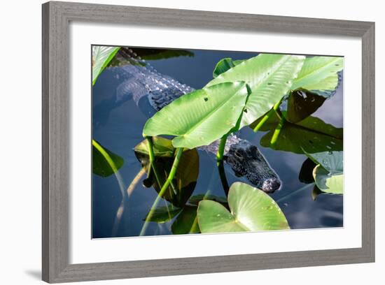 Crocodile - Everglades National Park - Unesco World Heritage Site - Florida - USA-Philippe Hugonnard-Framed Photographic Print