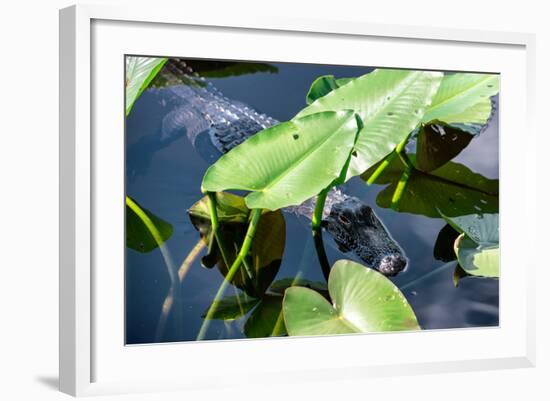 Crocodile - Everglades National Park - Unesco World Heritage Site - Florida - USA-Philippe Hugonnard-Framed Photographic Print