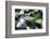 Crocodile - Everglades National Park - Unesco World Heritage Site - Florida - USA-Philippe Hugonnard-Framed Photographic Print