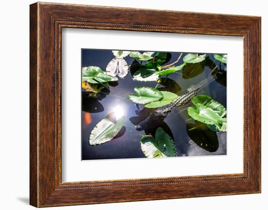 Crocodile - Everglades National Park - Unesco World Heritage Site - Florida - USA-Philippe Hugonnard-Framed Photographic Print