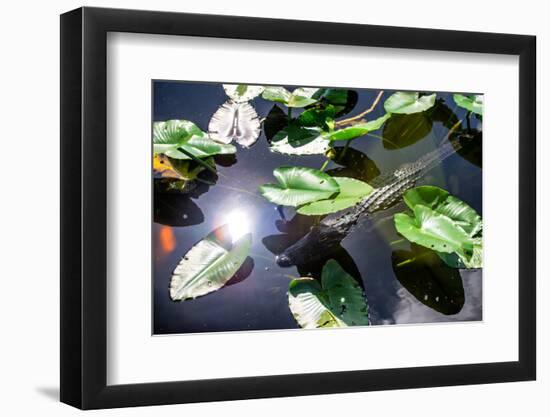 Crocodile - Everglades National Park - Unesco World Heritage Site - Florida - USA-Philippe Hugonnard-Framed Photographic Print