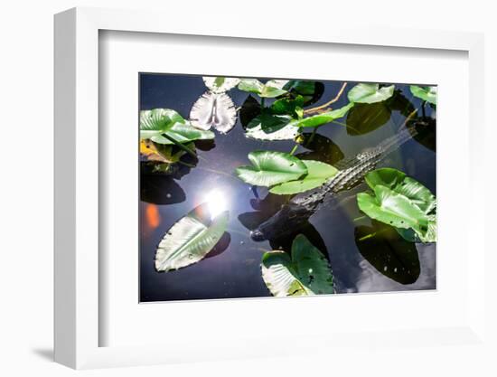 Crocodile - Everglades National Park - Unesco World Heritage Site - Florida - USA-Philippe Hugonnard-Framed Photographic Print