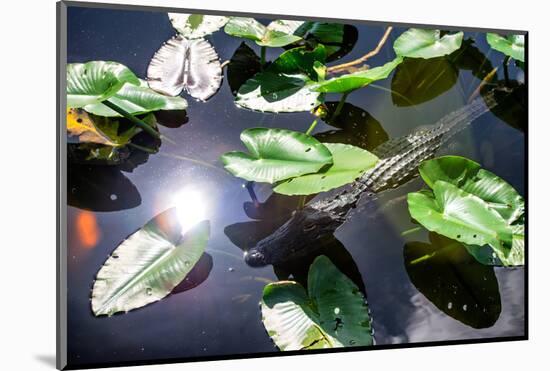 Crocodile - Everglades National Park - Unesco World Heritage Site - Florida - USA-Philippe Hugonnard-Mounted Photographic Print