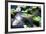 Crocodile - Everglades National Park - Unesco World Heritage Site - Florida - USA-Philippe Hugonnard-Framed Photographic Print