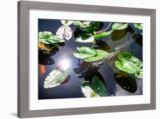 Crocodile - Everglades National Park - Unesco World Heritage Site - Florida - USA-Philippe Hugonnard-Framed Photographic Print