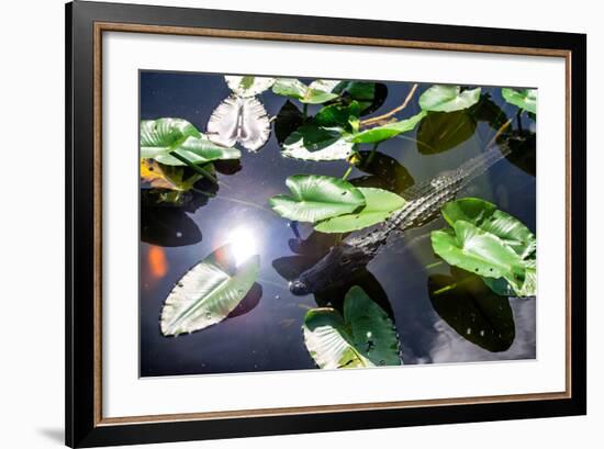 Crocodile - Everglades National Park - Unesco World Heritage Site - Florida - USA-Philippe Hugonnard-Framed Photographic Print