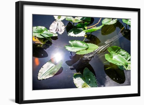 Crocodile - Everglades National Park - Unesco World Heritage Site - Florida - USA-Philippe Hugonnard-Framed Photographic Print