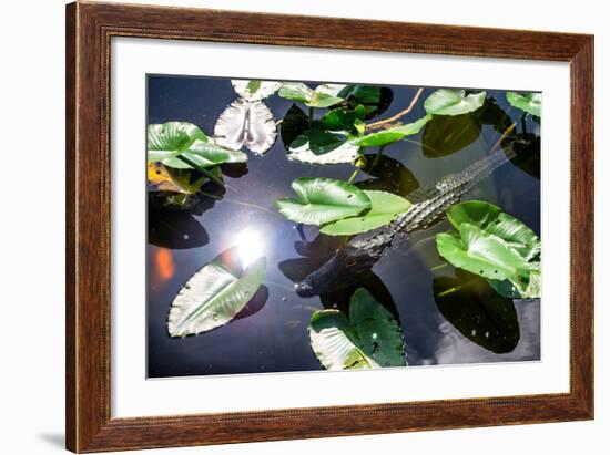 Crocodile - Everglades National Park - Unesco World Heritage Site - Florida - USA-Philippe Hugonnard-Framed Photographic Print