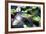 Crocodile - Everglades National Park - Unesco World Heritage Site - Florida - USA-Philippe Hugonnard-Framed Photographic Print