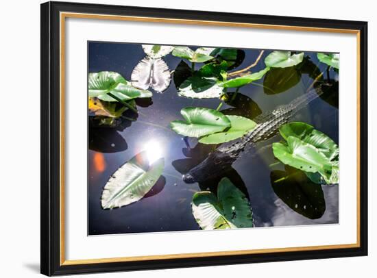 Crocodile - Everglades National Park - Unesco World Heritage Site - Florida - USA-Philippe Hugonnard-Framed Photographic Print