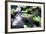 Crocodile - Everglades National Park - Unesco World Heritage Site - Florida - USA-Philippe Hugonnard-Framed Photographic Print