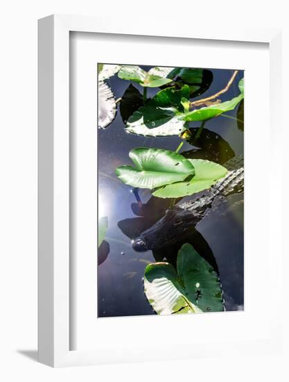 Crocodile - Everglades National Park - Unesco World Heritage Site - Florida - USA-Philippe Hugonnard-Framed Photographic Print