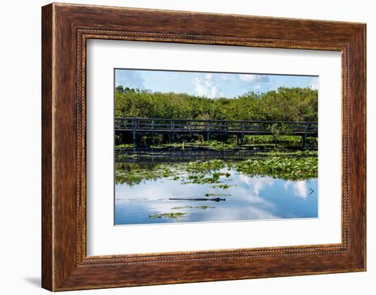 Crocodile - Everglades National Park - Unesco World Heritage Site - Florida - USA-Philippe Hugonnard-Framed Photographic Print