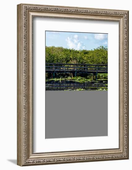 Crocodile - Everglades National Park - Unesco World Heritage Site - Florida - USA-Philippe Hugonnard-Framed Photographic Print