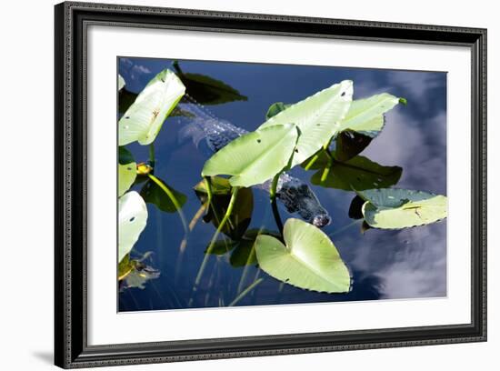 Crocodile - Everglades National Park - Unesco World Heritage Site - Florida - USA-Philippe Hugonnard-Framed Photographic Print