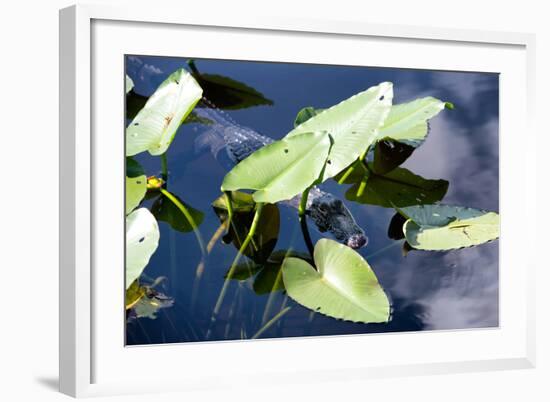 Crocodile - Everglades National Park - Unesco World Heritage Site - Florida - USA-Philippe Hugonnard-Framed Photographic Print