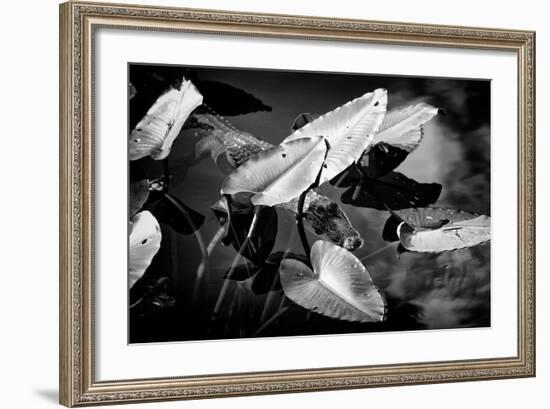 Crocodile - Everglades National Park - Unesco World Heritage Site - Florida - USA-Philippe Hugonnard-Framed Photographic Print