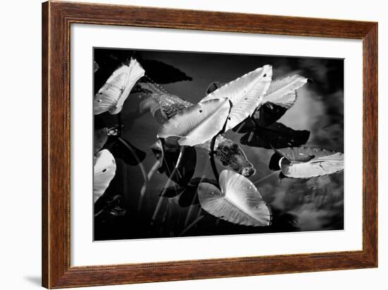 Crocodile - Everglades National Park - Unesco World Heritage Site - Florida - USA-Philippe Hugonnard-Framed Photographic Print