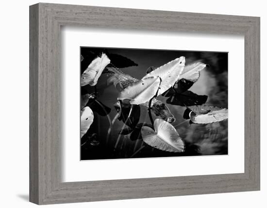 Crocodile - Everglades National Park - Unesco World Heritage Site - Florida - USA-Philippe Hugonnard-Framed Photographic Print