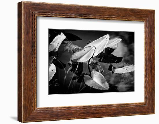 Crocodile - Everglades National Park - Unesco World Heritage Site - Florida - USA-Philippe Hugonnard-Framed Photographic Print