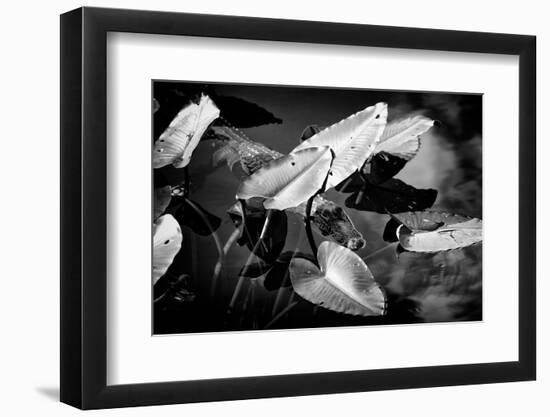 Crocodile - Everglades National Park - Unesco World Heritage Site - Florida - USA-Philippe Hugonnard-Framed Photographic Print