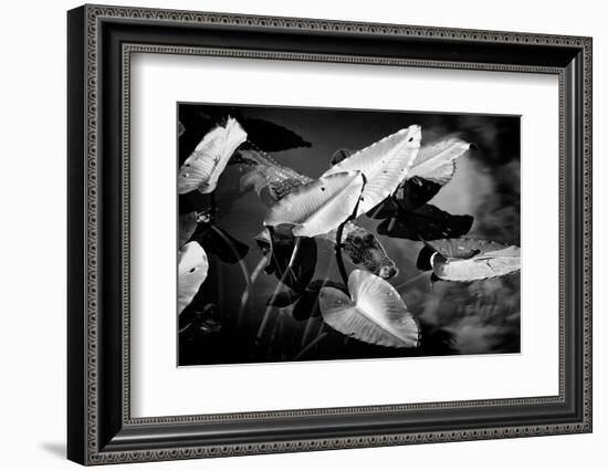 Crocodile - Everglades National Park - Unesco World Heritage Site - Florida - USA-Philippe Hugonnard-Framed Photographic Print