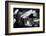 Crocodile - Everglades National Park - Unesco World Heritage Site - Florida - USA-Philippe Hugonnard-Framed Photographic Print