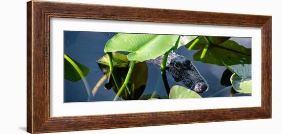 Crocodile - Everglades National Park - Unesco World Heritage Site - Florida - USA-Philippe Hugonnard-Framed Photographic Print