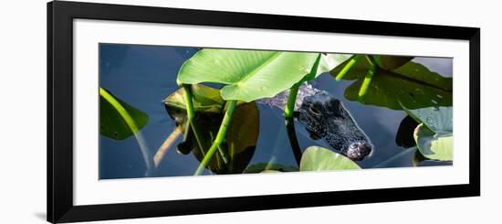 Crocodile - Everglades National Park - Unesco World Heritage Site - Florida - USA-Philippe Hugonnard-Framed Photographic Print