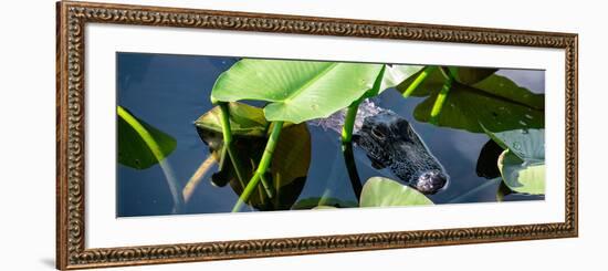 Crocodile - Everglades National Park - Unesco World Heritage Site - Florida - USA-Philippe Hugonnard-Framed Photographic Print