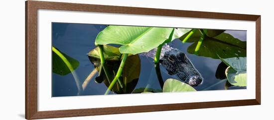 Crocodile - Everglades National Park - Unesco World Heritage Site - Florida - USA-Philippe Hugonnard-Framed Photographic Print