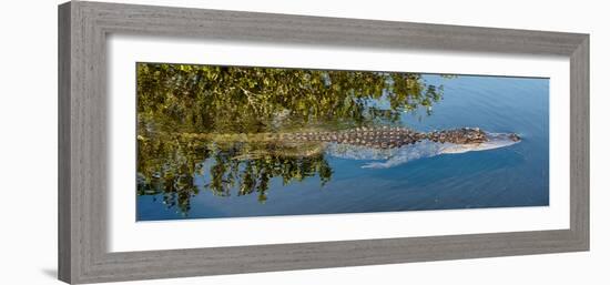 Crocodile - Everglades National Park - Unesco World Heritage Site - Florida - USA-Philippe Hugonnard-Framed Photographic Print