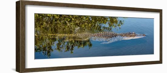 Crocodile - Everglades National Park - Unesco World Heritage Site - Florida - USA-Philippe Hugonnard-Framed Photographic Print