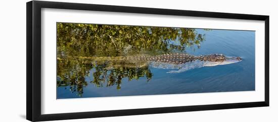 Crocodile - Everglades National Park - Unesco World Heritage Site - Florida - USA-Philippe Hugonnard-Framed Photographic Print