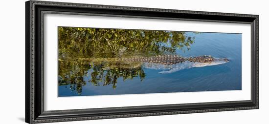 Crocodile - Everglades National Park - Unesco World Heritage Site - Florida - USA-Philippe Hugonnard-Framed Photographic Print