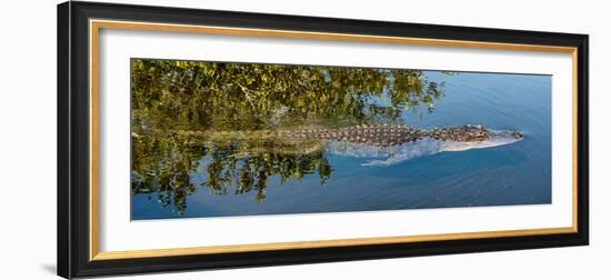 Crocodile - Everglades National Park - Unesco World Heritage Site - Florida - USA-Philippe Hugonnard-Framed Photographic Print